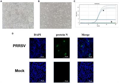 Isolation, identification, recombination analysis and pathogenicity experiment of a PRRSV recombinant strain in Sichuan Province, China